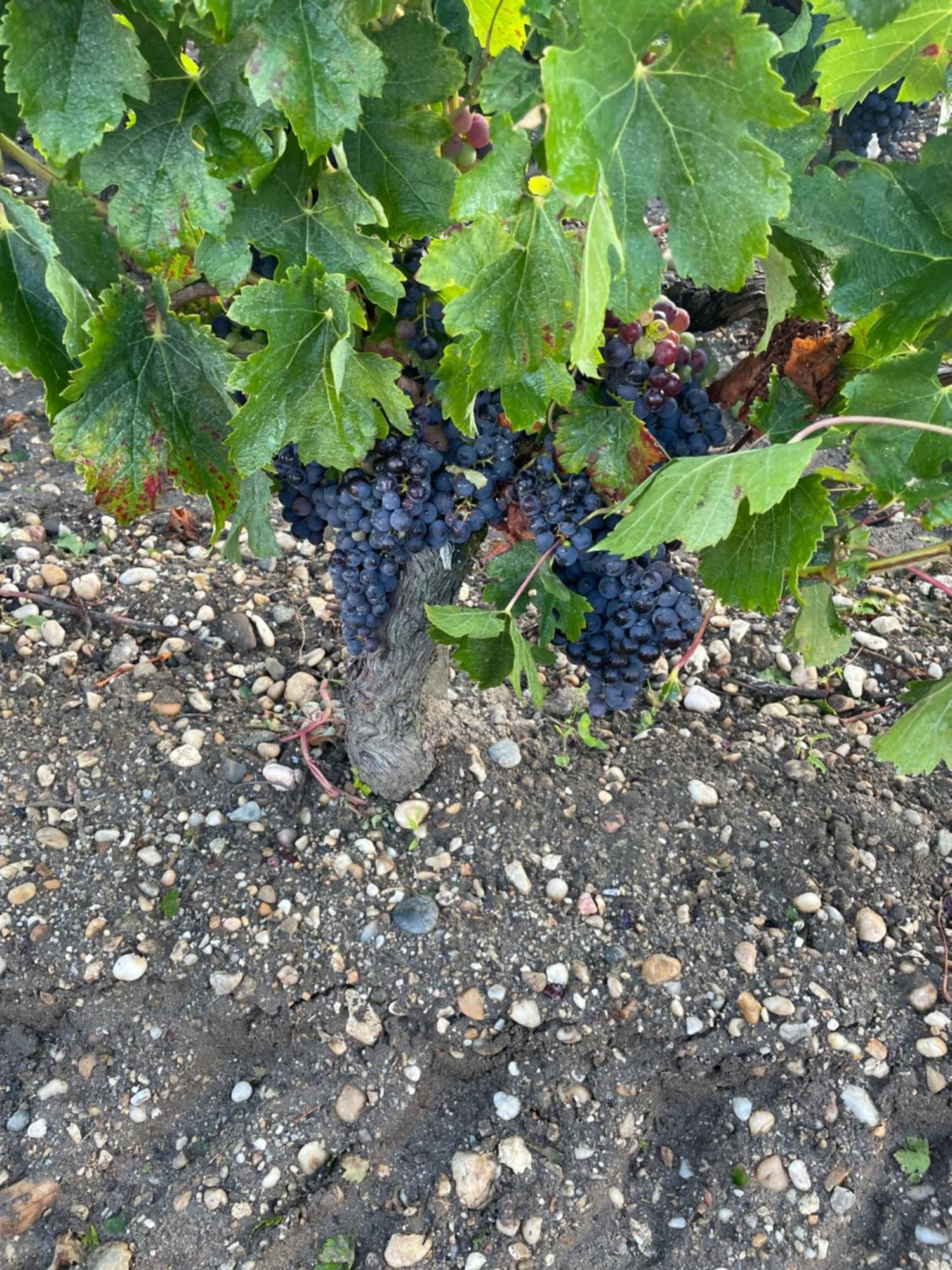 Domaine Des Quatre Terres Villa Lesparre-Médoc Kültér fotó